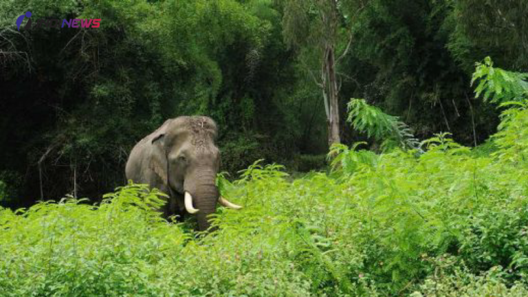 Man in Kerala Killed by Elephant; his family will receive compensation of ₹10 lakh