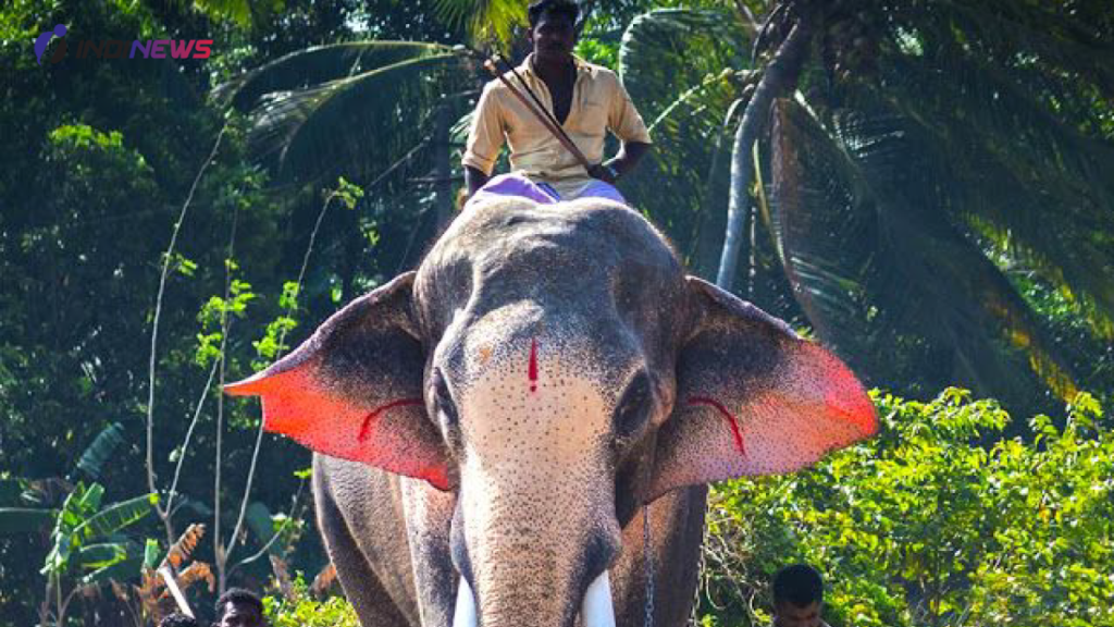 Man riding elephant